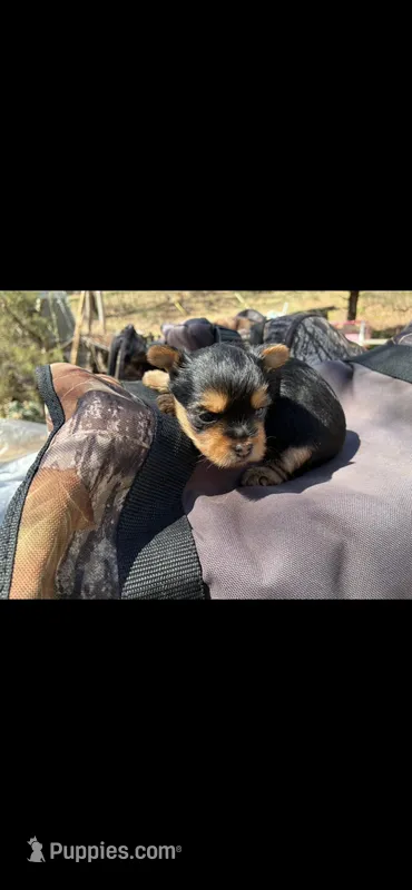 Susie  – Yorkshire Terrier puppy for sale in Arkansas, AR