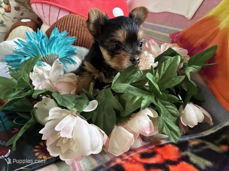 Susie  – Yorkshire Terrier puppy for sale in Arkansas, AR