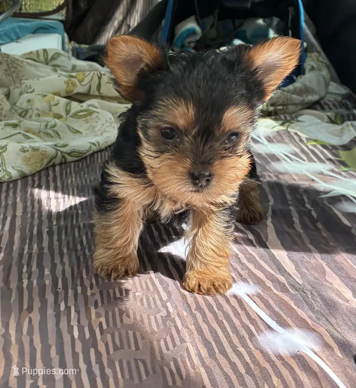 Susie  – Yorkshire Terrier puppy on hold in Arkansas, AR