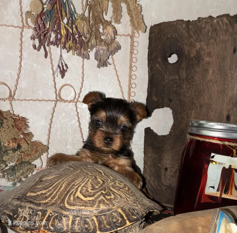 Jessie  – Yorkshire Terrier puppy for sale in Arkansas, AR