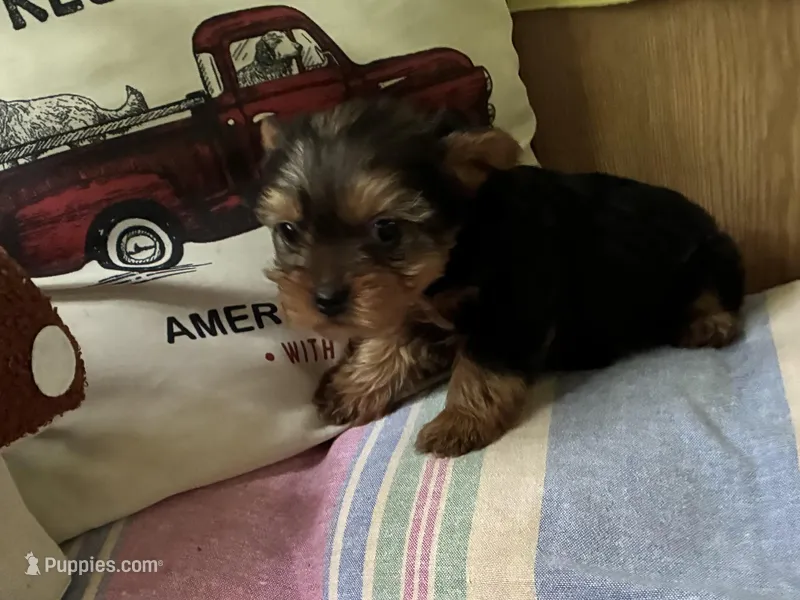 Jessie  – Yorkshire Terrier puppy on hold in Arkansas, AR