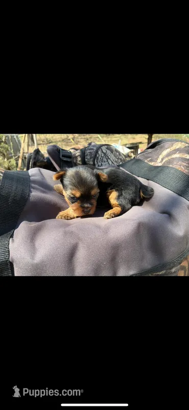 Jessie  – Yorkshire Terrier puppy for sale in Arkansas, AR