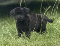 Raven, a female Aussiedoodle and Miniature Aussiedoodle for sale in Huntsville, TX – 2 of 10