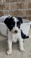 Sapphire-Full Natural Tail, a female Aussiedoodle and Miniature Aussiedoodle for sale in Huntsville, TX – 7 of 8