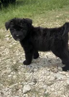 Onyx, a male Aussiedoodle and Miniature Aussiedoodle for sale in Huntsville, TX – 3 of 9