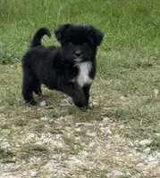 Saint, a male Aussiedoodle and Miniature Aussiedoodle for sale in Huntsville, TX – 4 of 10