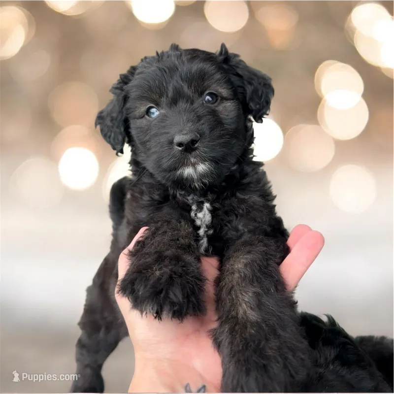Onyx-Full Natural Tail & Partial Blue Eye – Aussiedoodle, Miniature Aussiedoodle puppy for sale in Huntsville, TX