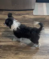 Sapphire, a female Aussiedoodle and Miniature Aussiedoodle for sale in Huntsville, TX – 3 of 6