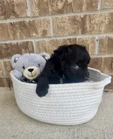 Onyx (blue eye), a male Aussiedoodle for sale in Huntsville, TX – Photo 5 of 5
