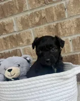 Onyx (blue eye), a male Aussiedoodle for sale in Huntsville, TX – Photo 2 of 5
