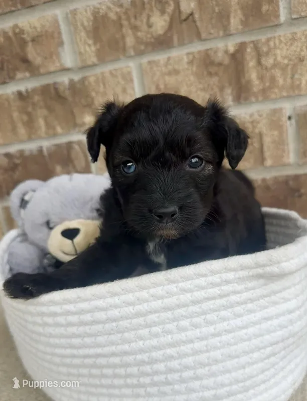 Onyx (blue eye) – Aussiedoodle puppy for sale in Huntsville, TX