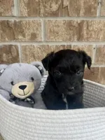 Onyx (blue eye), a male Aussiedoodle for sale in Huntsville, TX – Photo 3 of 5