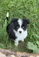 Sapphire-Full Natural Tail, a female Aussiedoodle and Miniature Aussiedoodle for sale in Huntsville, TX – 3 of 8