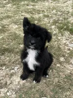 Saint, a male Aussiedoodle and Miniature Aussiedoodle for sale in Huntsville, TX – 5 of 10