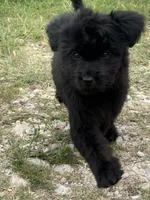 Raven, a female Aussiedoodle and Miniature Aussiedoodle for sale in Huntsville, TX – 7 of 10