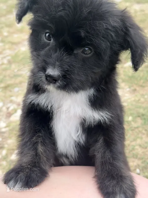 Saint – Aussiedoodle, Miniature Aussiedoodle puppy for sale in Huntsville, TX