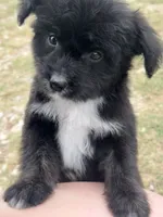 Saint, a male Aussiedoodle and Miniature Aussiedoodle for sale in Huntsville, TX – 1 of 10