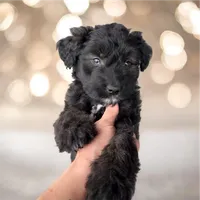 Onyx-Full Natural Tail & Partial Blue Eye, a male Aussiedoodle and Miniature Aussiedoodle for sale in Huntsville, TX – 4 of 9