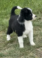 Sapphire-Full Natural Tail, a female Aussiedoodle and Miniature Aussiedoodle for sale in Huntsville, TX – 6 of 8