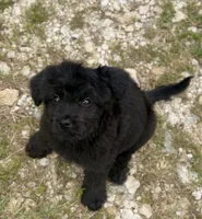 Raven, a female Aussiedoodle and Miniature Aussiedoodle for sale in Huntsville, TX – 4 of 10