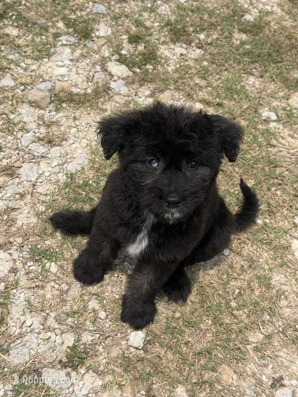 Onyx-Full Natural Tail & Partial Blue Eye – Aussiedoodle, Miniature Aussiedoodle puppy for sale in Huntsville, TX