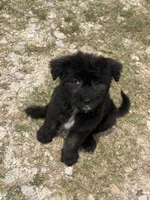 Onyx, a male Aussiedoodle and Miniature Aussiedoodle for sale in Huntsville, TX – 2 of 9