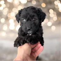 Onyx-Full Natural Tail & Partial Blue Eye, a male Aussiedoodle and Miniature Aussiedoodle for sale in Huntsville, TX – 2 of 9