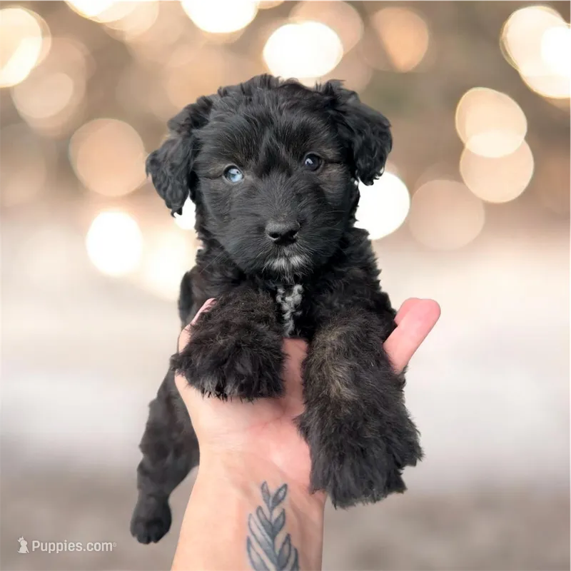 Onyx (blue eye) – Aussiedoodle puppy for sale in Huntsville, TX