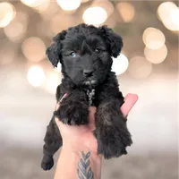 Onyx-Full Natural Tail & Partial Blue Eye, a male Aussiedoodle and Miniature Aussiedoodle for sale in Huntsville, TX – 3 of 9
