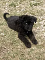 Onyx, a male Aussiedoodle and Miniature Aussiedoodle for sale in Huntsville, TX – 5 of 9
