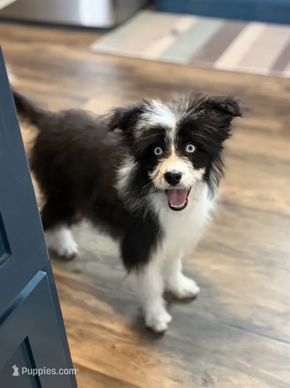 Sapphire – Aussiedoodle, Miniature Aussiedoodle puppy for sale in Huntsville, TX
