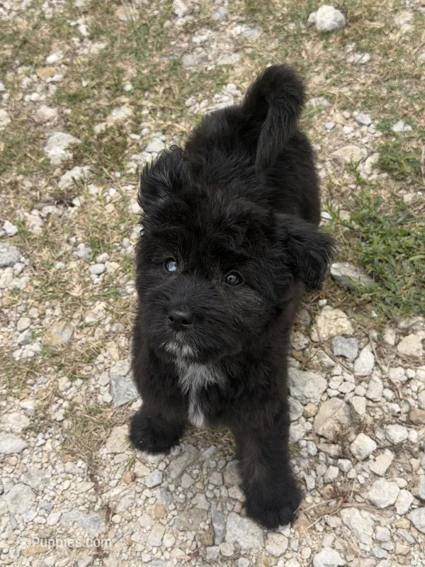 Onyx-Full Natural Tail & Partial Blue Eye – Aussiedoodle, Miniature Aussiedoodle puppy for sale in Huntsville, TX