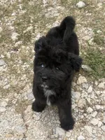 Onyx, a male Aussiedoodle and Miniature Aussiedoodle for sale in Huntsville, TX – 1 of 9