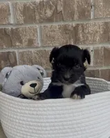 Saint, a male Aussiedoodle for sale in Huntsville, TX – Photo 3 of 4