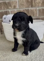 Saint, a male Aussiedoodle for sale in Huntsville, TX – Photo 1 of 4