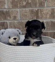 Saint, a male Aussiedoodle for sale in Huntsville, TX – Photo 2 of 4