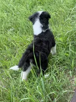 Sapphire-Full Natural Tail, a female Aussiedoodle and Miniature Aussiedoodle for sale in Huntsville, TX – 5 of 8