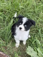 Sapphire-Full Natural Tail, a female Aussiedoodle and Miniature Aussiedoodle for sale in Huntsville, TX – 4 of 8
