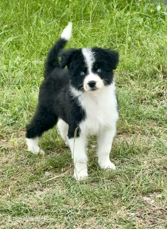 Sapphire – Aussiedoodle, Miniature Aussiedoodle puppy for sale in Huntsville, TX