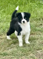 Sapphire-Full Natural Tail, a female Aussiedoodle and Miniature Aussiedoodle for sale in Huntsville, TX – 2 of 8