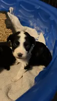Sapphire-Full Natural Tail, a female Aussiedoodle and Miniature Aussiedoodle for sale in Huntsville, TX – 8 of 8