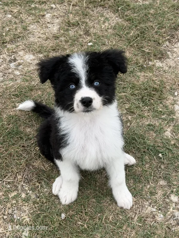 Sapphire-Full Natural Tail, a female Aussiedoodle and Miniature Aussiedoodle for sale in Huntsville, TX – 1 of 8