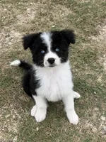 Sapphire-Full Natural Tail, a female Aussiedoodle and Miniature Aussiedoodle for sale in Huntsville, TX – 1 of 8
