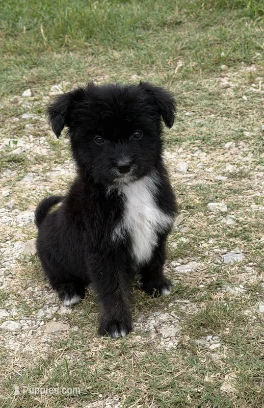 Saint-Full Natural Tail – Aussiedoodle, Miniature Aussiedoodle puppy for sale in Huntsville, TX