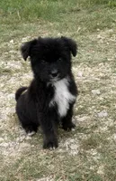 Saint, a male Aussiedoodle and Miniature Aussiedoodle for sale in Huntsville, TX – 2 of 10