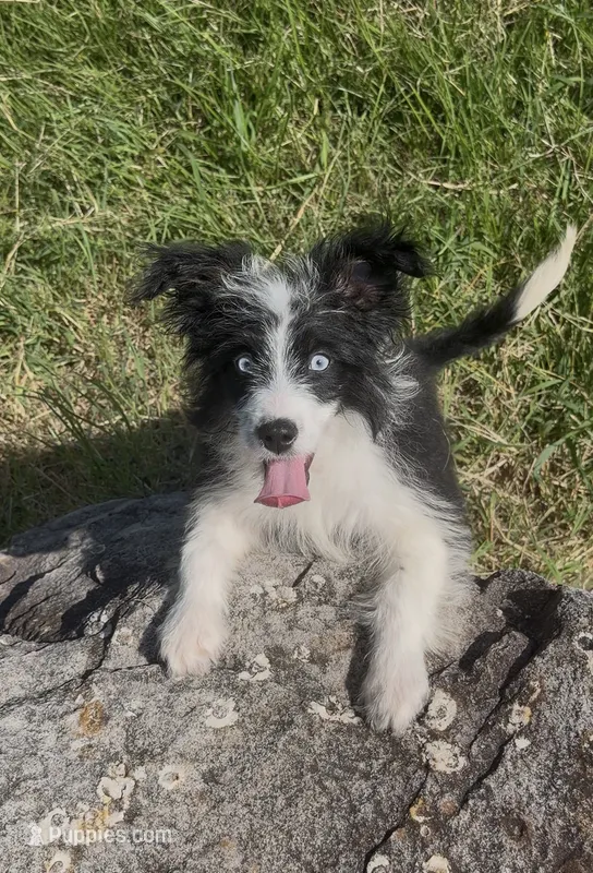 Sapphire – Aussiedoodle, Miniature Aussiedoodle puppy on hold in Huntsville, TX