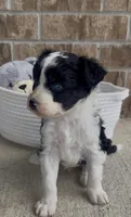 Sapphire (blue eyes), a female Aussiedoodle for sale in Huntsville, TX – Photo 6 of 6