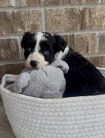 Sapphire (blue eyes), a female Aussiedoodle for sale in Huntsville, TX – Photo 3 of 6