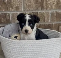 Sapphire (blue eyes), a female Aussiedoodle for sale in Huntsville, TX – Photo 5 of 6