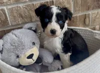 Sapphire (blue eyes), a female Aussiedoodle for sale in Huntsville, TX – Photo 4 of 6